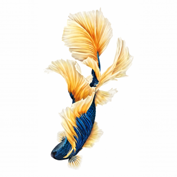 Gold Blue Fish 2524.png