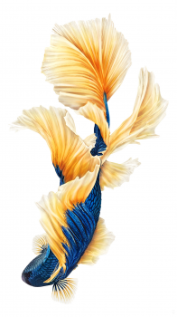 Gold Blue Fish 1080.png
