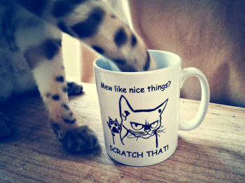 cat-face-mug-catty-catty.png